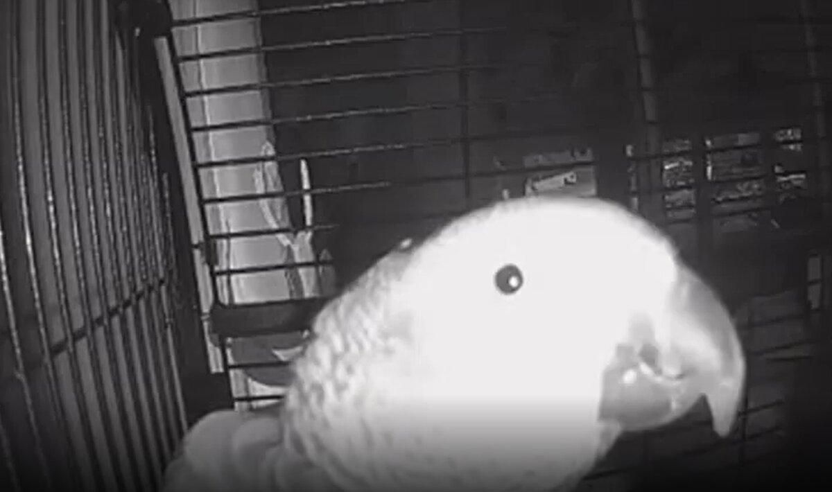 Папуга зімітував голос власника, щоб замовити їжу телефоном: кумедне відео - Pets