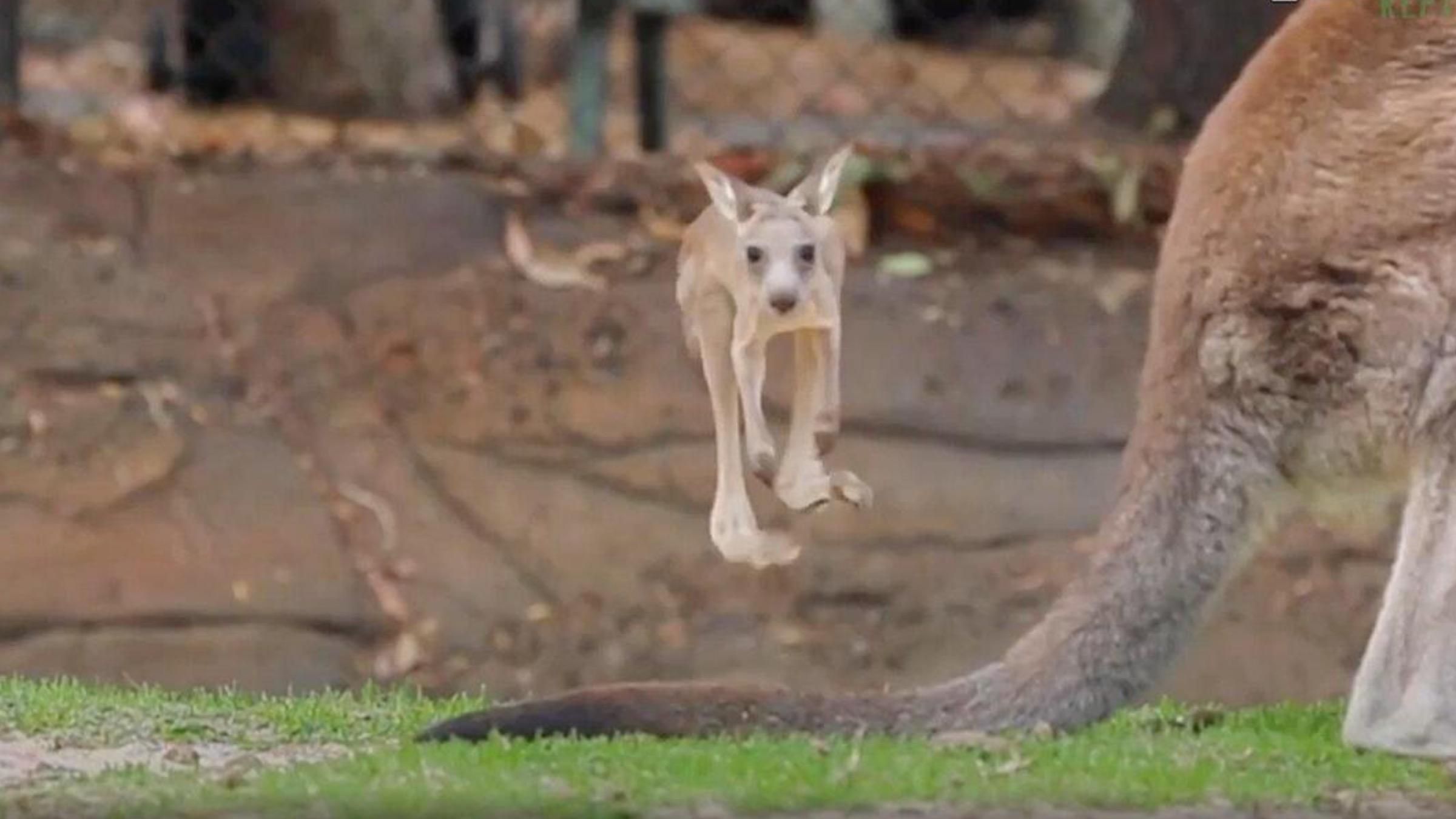 Маленьке кенгуру зробило свій перший стрибок: вражаюче відео - Pets