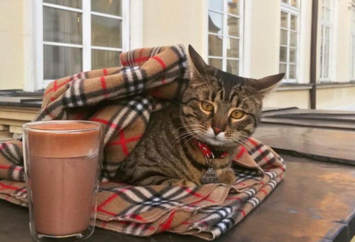 2 зірки: фото кота Левчика на руках у фронтмена "Антитіл" опублікували в інстаграмі - Україна новини - Pets 2 зірки: фото кота Левчика на руках у фронтмена "Антитіл" опублікували в інстаграмі - Україна новини - Pets