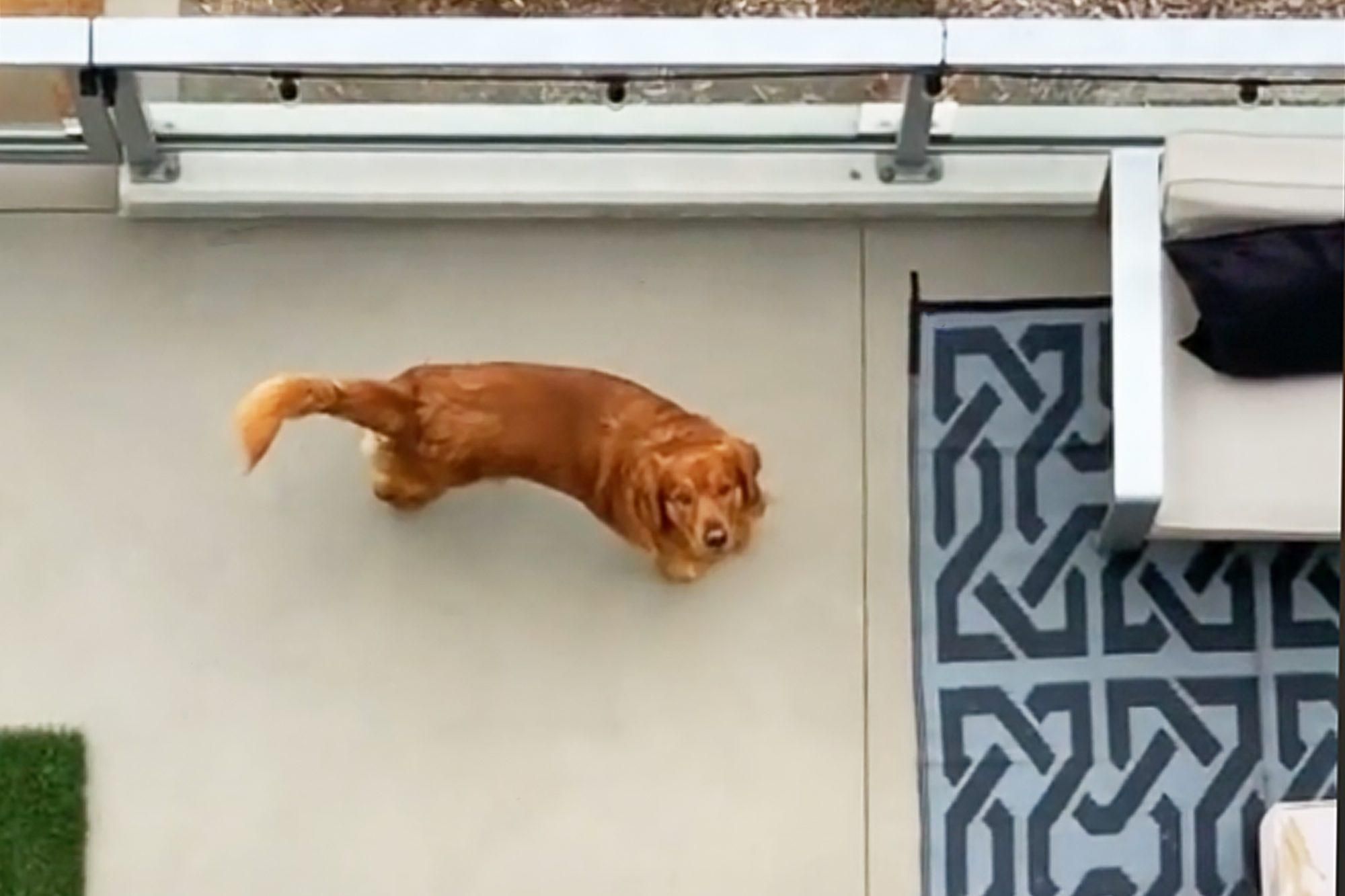Ромео и Джульетта в мире собак: 2 забавных ретривера на балконах покорили сеть - Pets