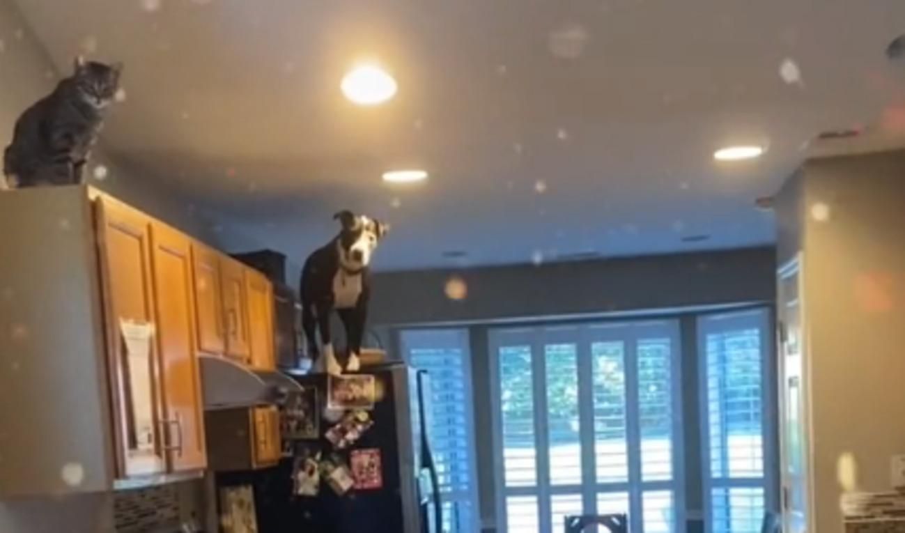 Питбуль считает себя котом: любит сидеть на холодильнике и не лает - Pets