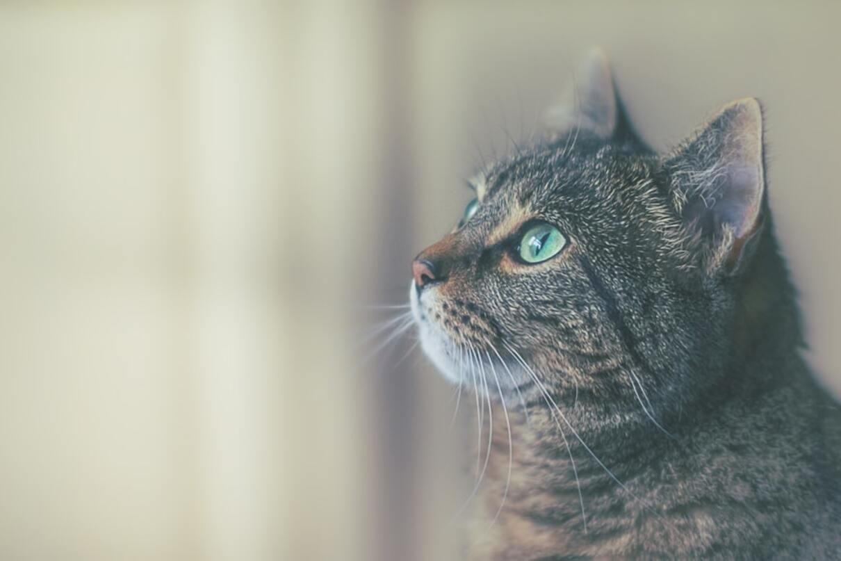 Чому коти втрачають вуса і коли це ненормально - Pets