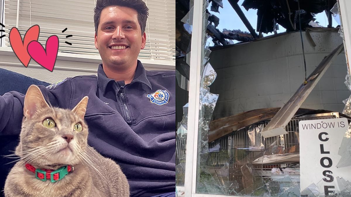 "Опинилася у найгіршому місці": пожежник загасив полум'я в притулку та забрав собі кішку - Pets