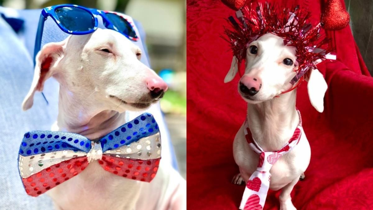 Унікальна такса-альбінос: чому ніхто не хотів забирати чотирилапого з притулку - Pets Унікальна такса-альбінос: чому ніхто не хотів забирати чотирилапого з притулку - Pets