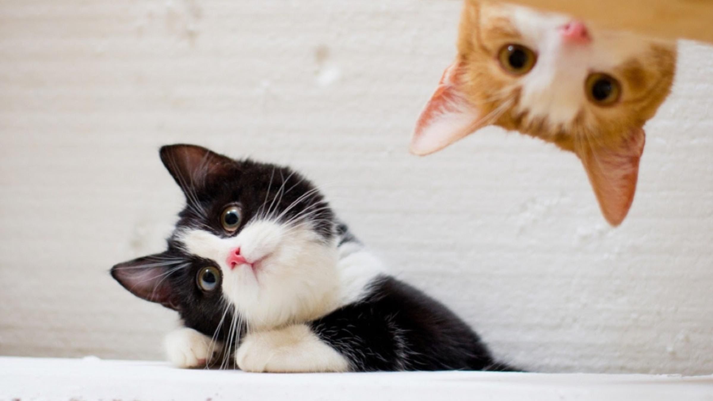 Как можно весело и полезно развлечь любимого кота - Pets Как можно весело и полезно развлечь любимого кота - Pets