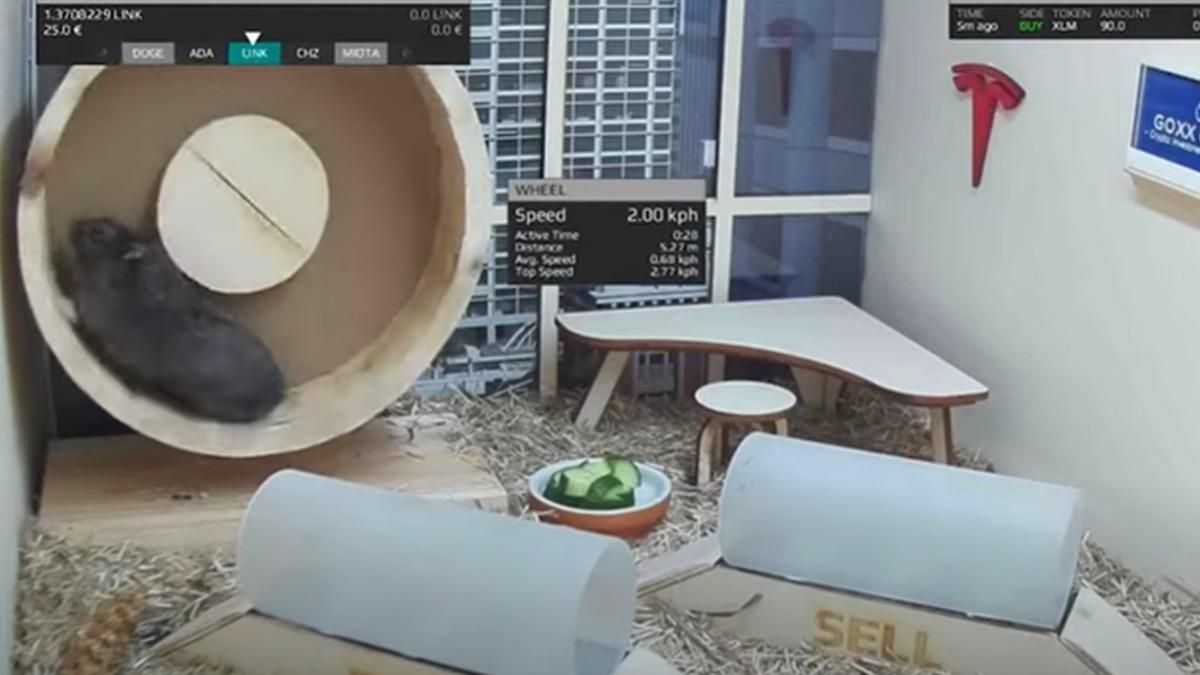 Хомяк торгует криптовалютами: как грызун помогает хозяину разбогатеть - Pets Хомяк торгует криптовалютами: как грызун помогает хозяину разбогатеть - Pets