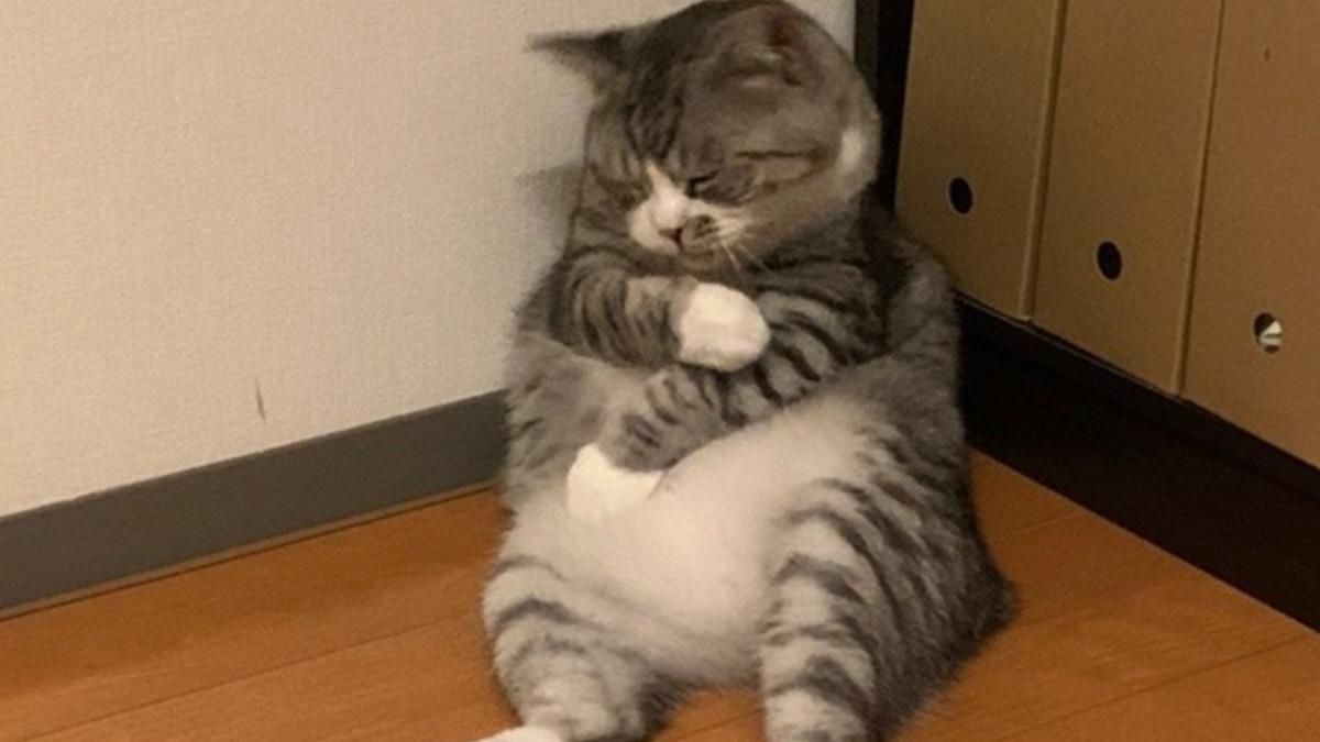 Кіт заснув у незвичній позі й став мемом: курйозні фото - Pets Кіт заснув у незвичній позі й став мемом: курйозні фото - Pets