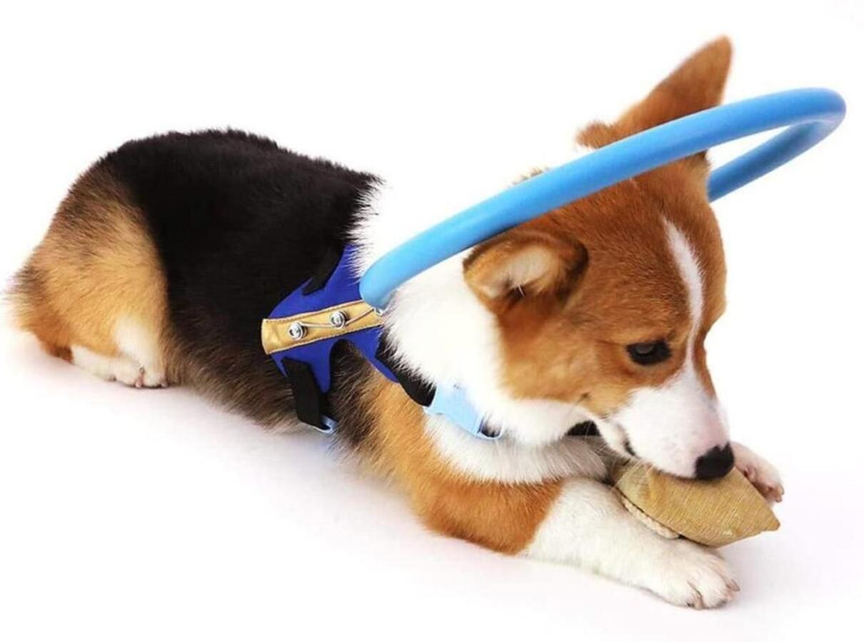 Ореол слепой собаки: как простое устройство спасает животных с проблемами зрения - Pets Ореол слепой собаки: как простое устройство спасает животных с проблемами зрения - Pets