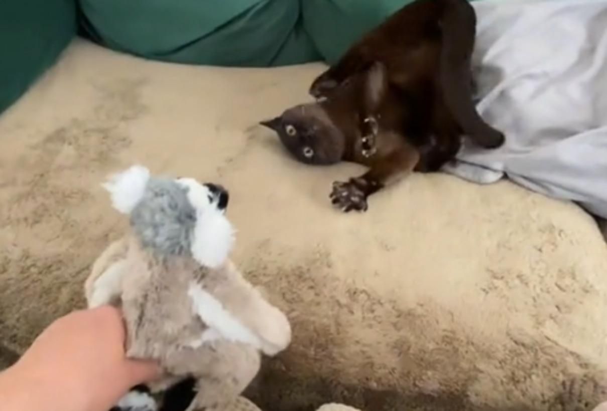 "Ведите экзорциста": кот изрядно перепугался игрушечного лемура и порадовал тиктокеров - Pets "Ведите экзорциста": кот изрядно перепугался игрушечного лемура и порадовал тиктокеров - Pets