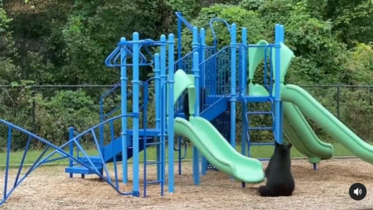 Ведмеді покаталися з гірки в школі: кумедне відео, що підкорює мережу - Pets Ведмеді покаталися з гірки в школі: кумедне відео, що підкорює мережу - Pets