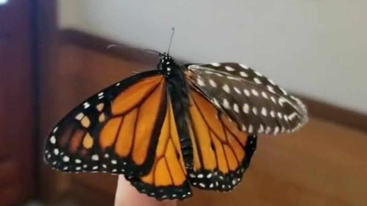 Жінка з пір'їнки зробила нове крило для метелика: вражаюче відео - Pets