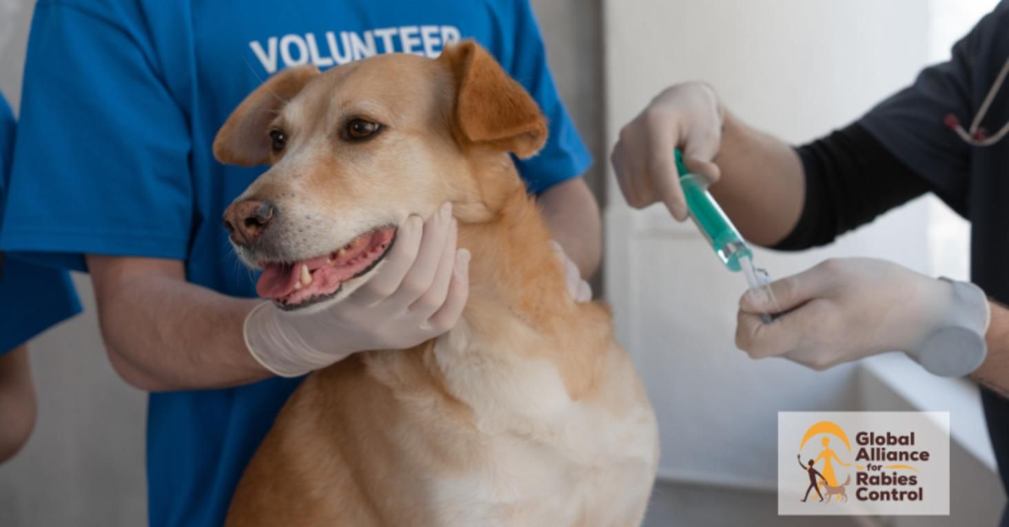 День боротьби зі сказом тварин: чому брикети, які кидають з літаків, – це не 5g і не коронавірус - Pets День боротьби зі сказом тварин: чому брикети, які кидають з літаків, – це не 5g і не коронавірус - Pets
