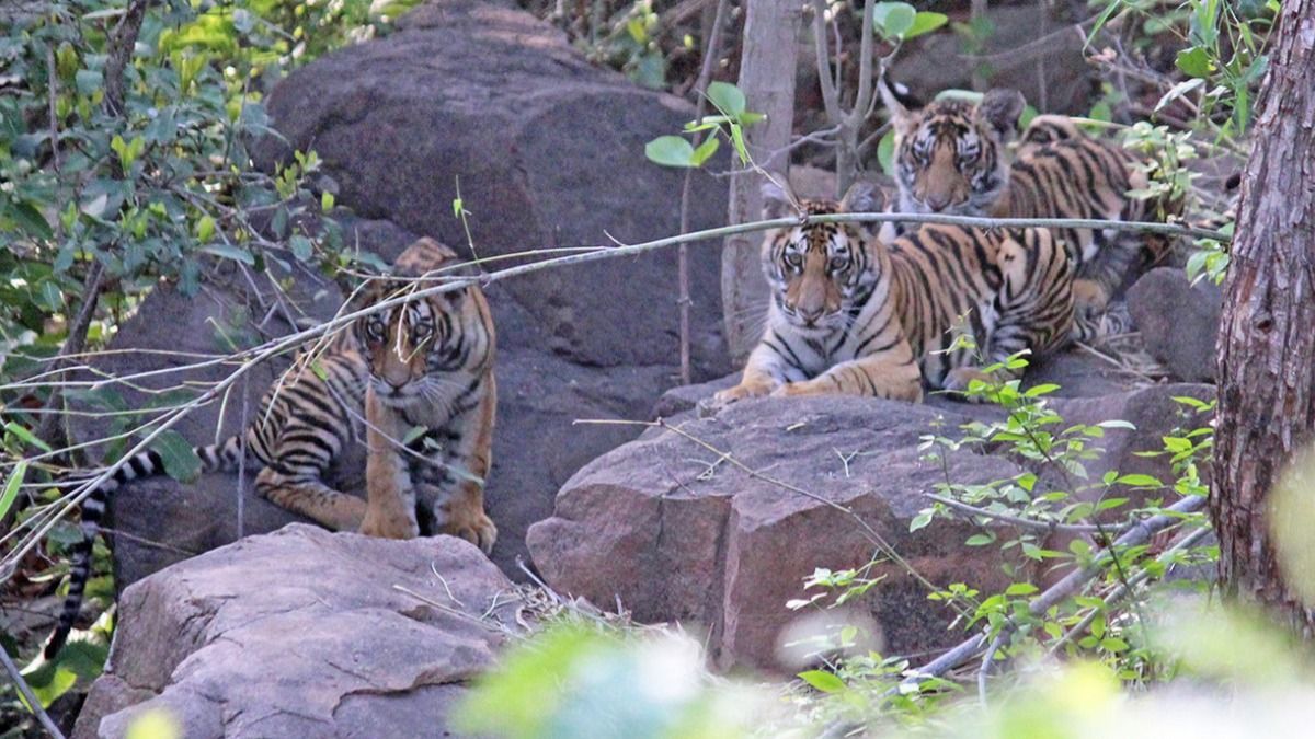 Тигр годує осиротілих тигренят після смерті матері: чому вчені вважають це феноменом - Pets