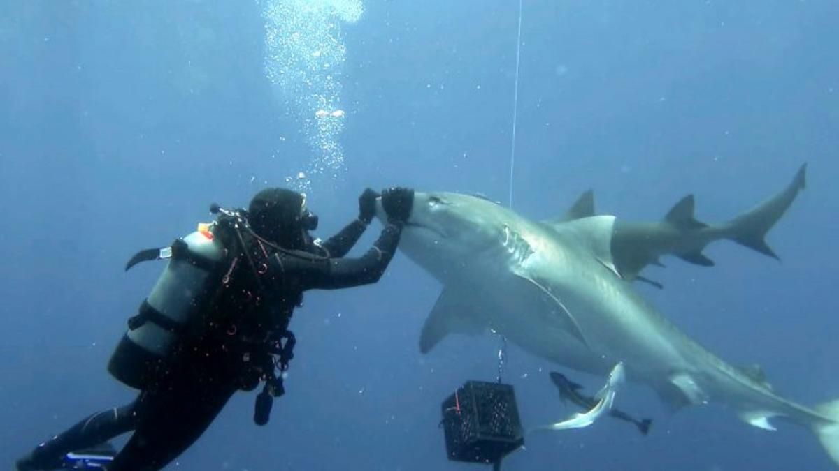 Дайвер погладил опасную акулу: какой неожиданный метод помог - Pets