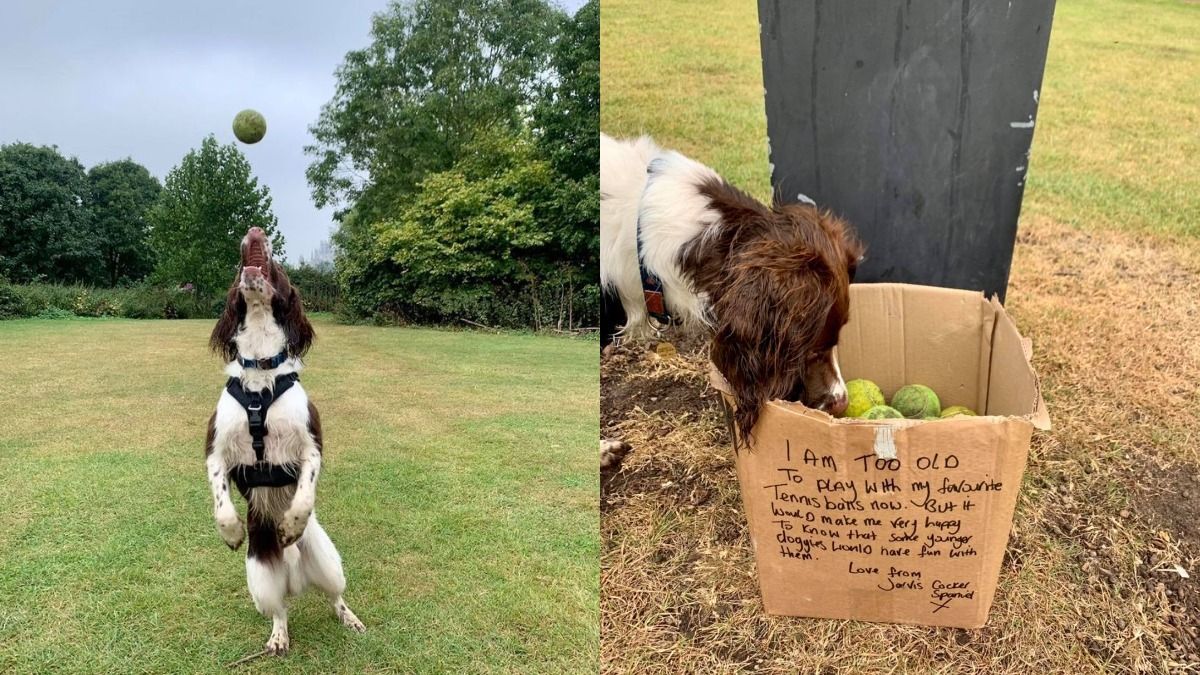 Зворушливе повідомлення від собаки: чому чотирилапий віддав усі свої іграшки - Pets Зворушливе повідомлення від собаки: чому чотирилапий віддав усі свої іграшки - Pets