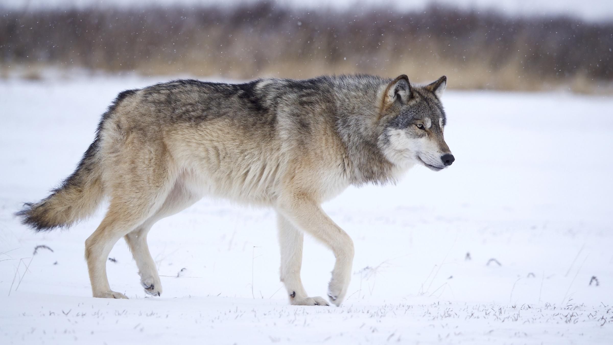 Таємниці вимерлого лютововка: які неочікувані дані дізналися вчені з ДНК хижака - Pets Таємниці вимерлого лютововка: які неочікувані дані дізналися вчені з ДНК хижака - Pets