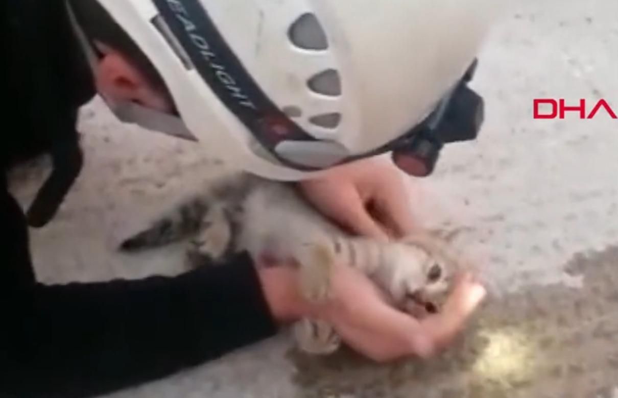 Пожежник врятував кошеня, зробивши масаж серця: відео дня - Pets