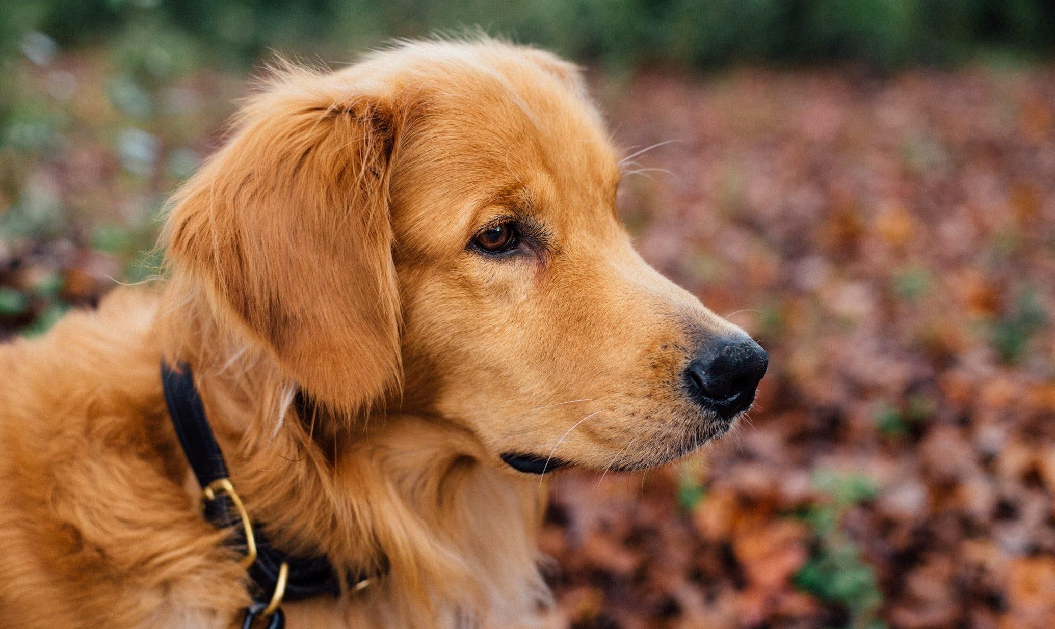 Вперше у світі: в Бразилії 2 собаки отримають гроші за моральну шкоду - Pets Вперше у світі: в Бразилії 2 собаки отримають гроші за моральну шкоду - Pets