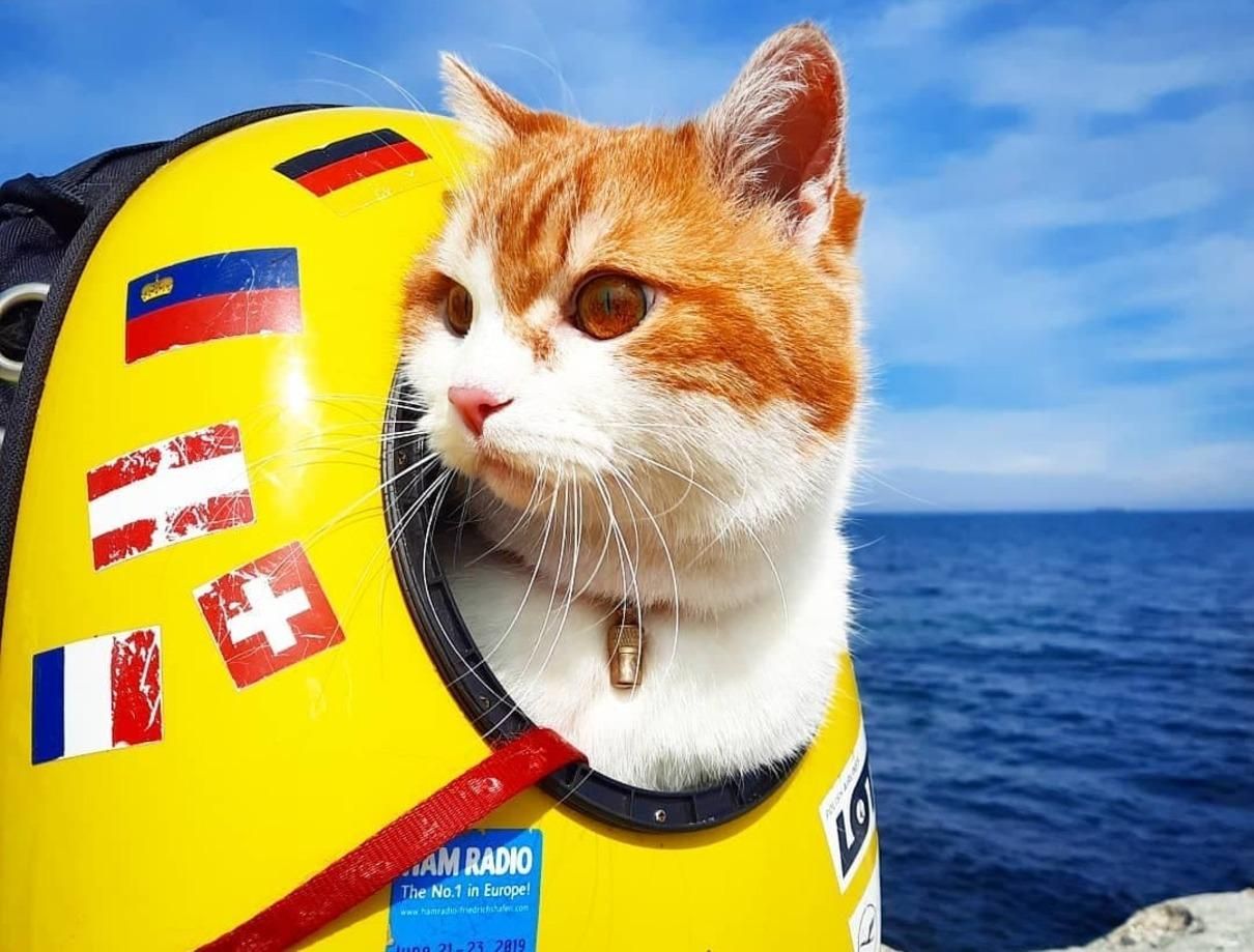 Український кіт-мандрівник Кока: 25 тисяч кілометрів у небі і заблокований інстаграм - Pets Український кіт-мандрівник Кока: 25 тисяч кілометрів у небі і заблокований інстаграм - Pets