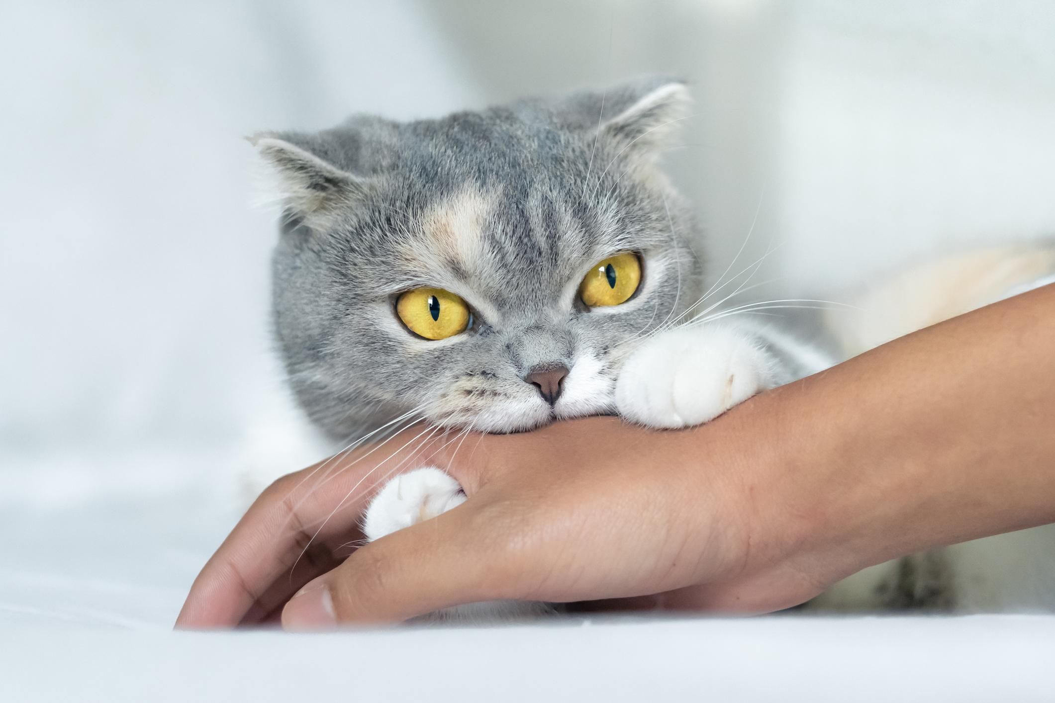 Вибачення чи агресія: чому коти кусають, а потім облизують господарів - Pets