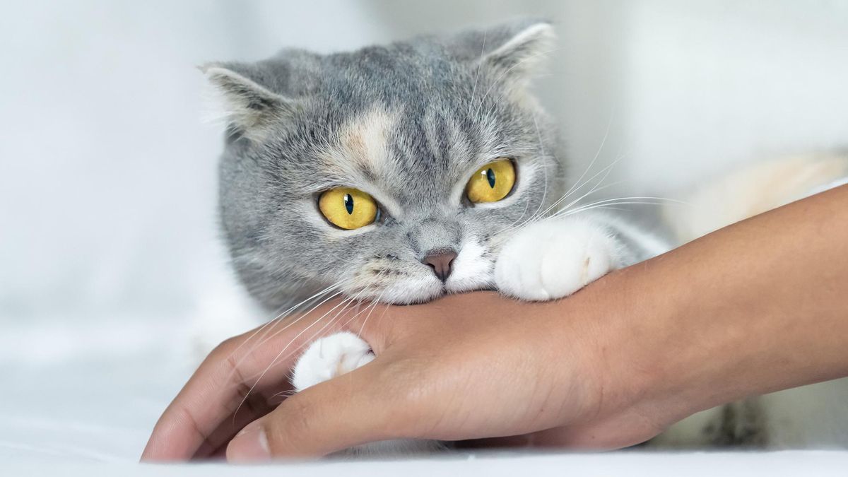 Извинения или агрессия: почему коты кусают, а потом облизывают хозяев - Pets