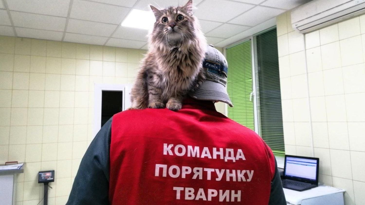 Снимали удава с фонаря и 3 дня вытаскивали кота с вентиляции: 7 лет команде по спасению животных - Свежие новости Киева - Pets Снимали удава с фонаря и 3 дня вытаскивали кота с вентиляции: 7 лет команде по спасению животных - Свежие новости Киева - Pets