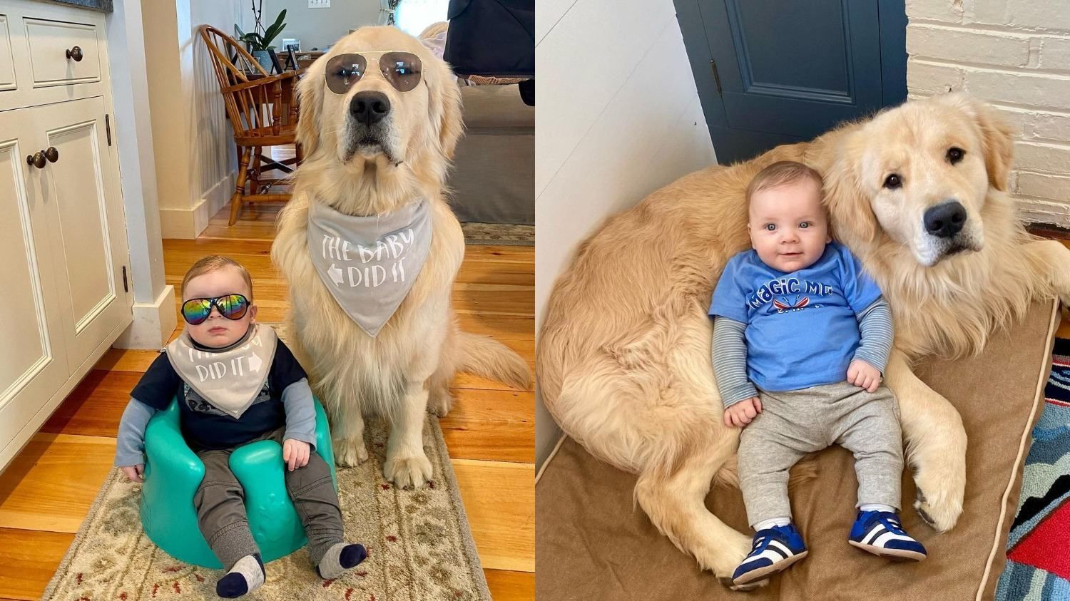 Чотирилапа нянь: як золотистий ретривер зворушливо піклується про малюка - Pets Чотирилапа нянь: як золотистий ретривер зворушливо піклується про малюка - Pets
