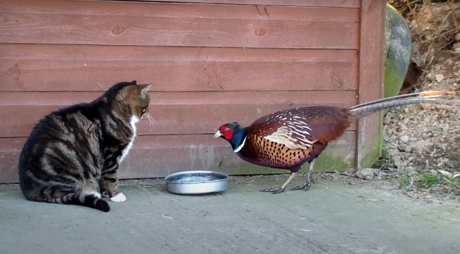 Наглый фазан решил полакомиться кормом с кошачьей миски: эпичное видео - Pets