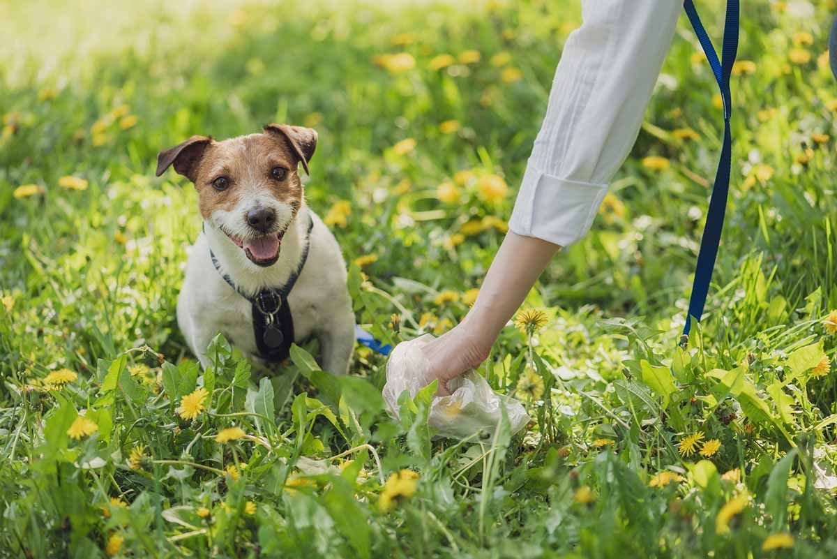 Британцы тратят 2 месяца на уборку за собакой: интересное исследование от ученых - Pets
