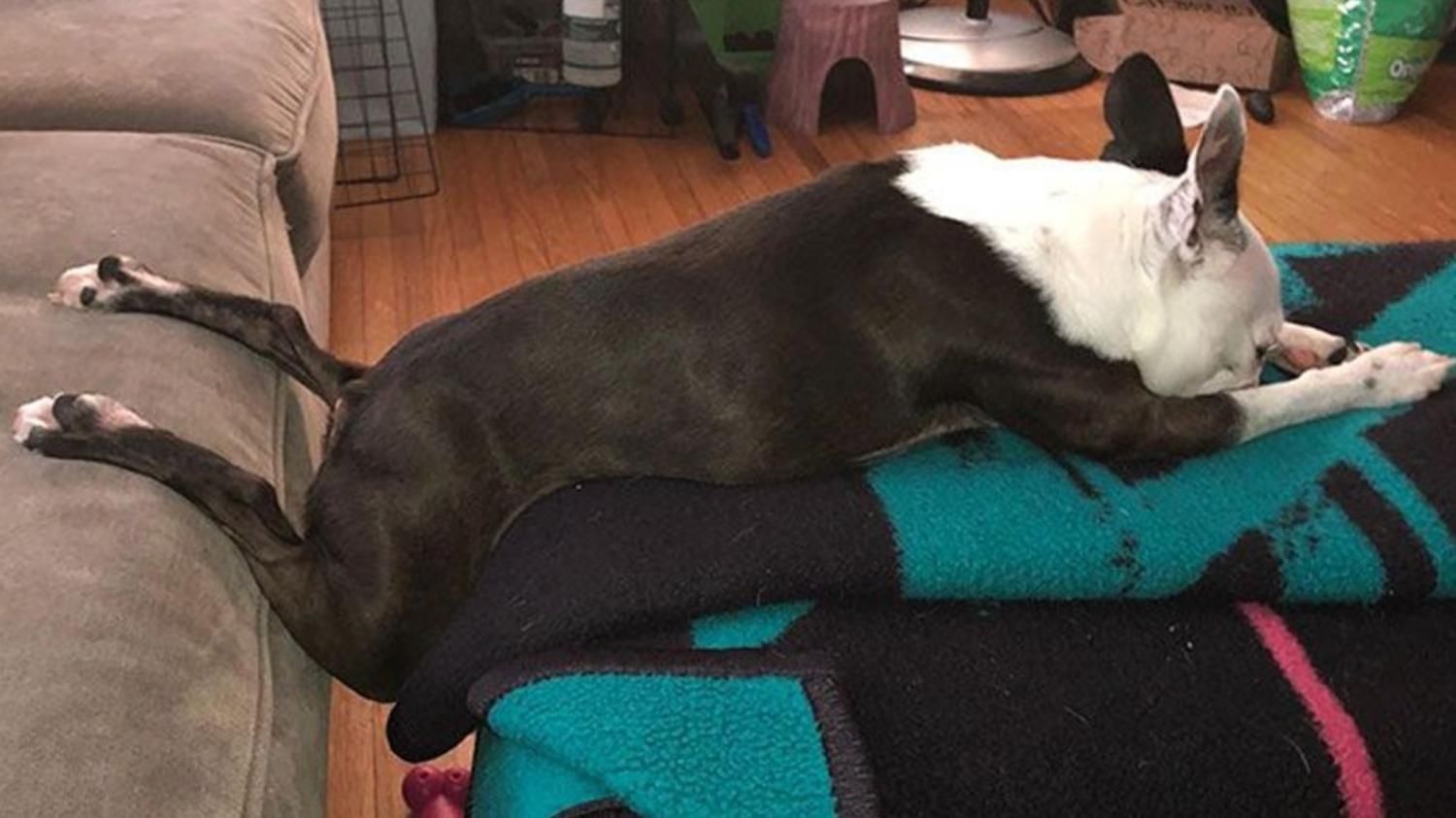 Собаки уснули в странных позах: курьезные фото от хозяев - Pets