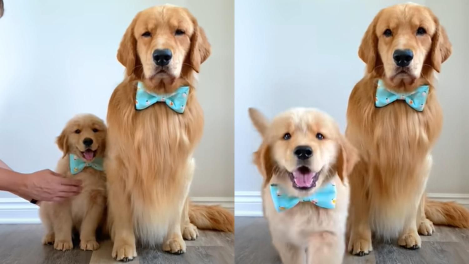 Как хозяева пыталась сфотографировать щенка с отцом: смешное видео - Pets Как хозяева пыталась сфотографировать щенка с отцом: смешное видео - Pets