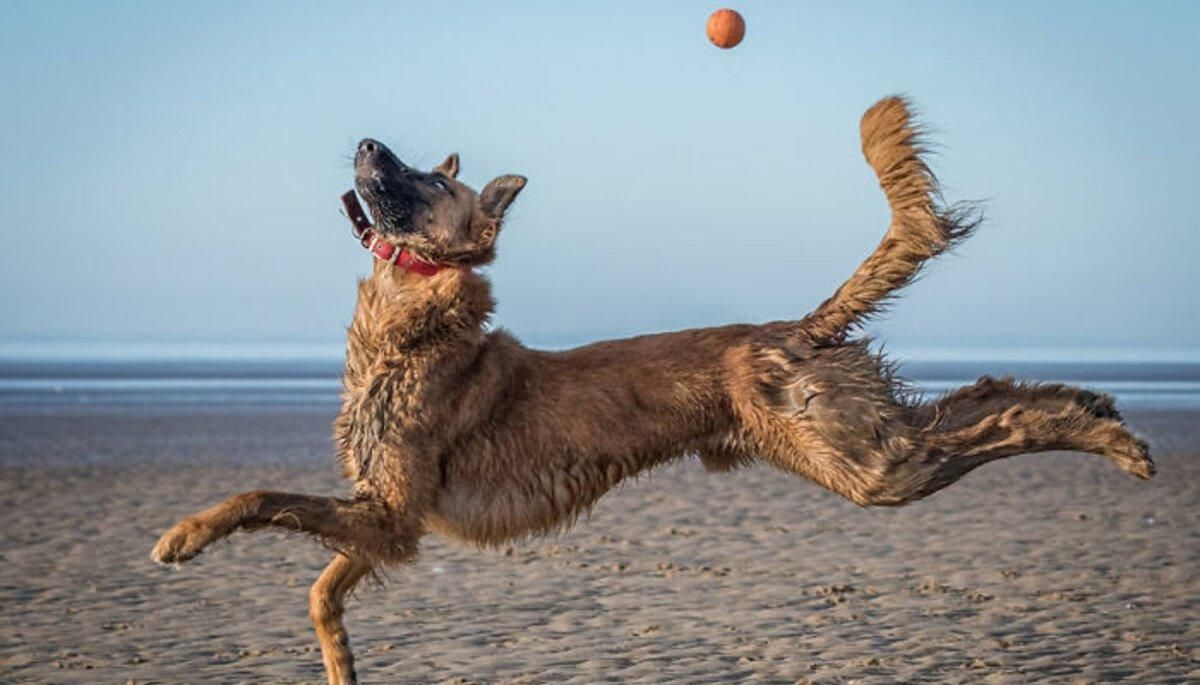 Конкурс, де шукають кумедних тварин: 30+ найкращих фото - Pets