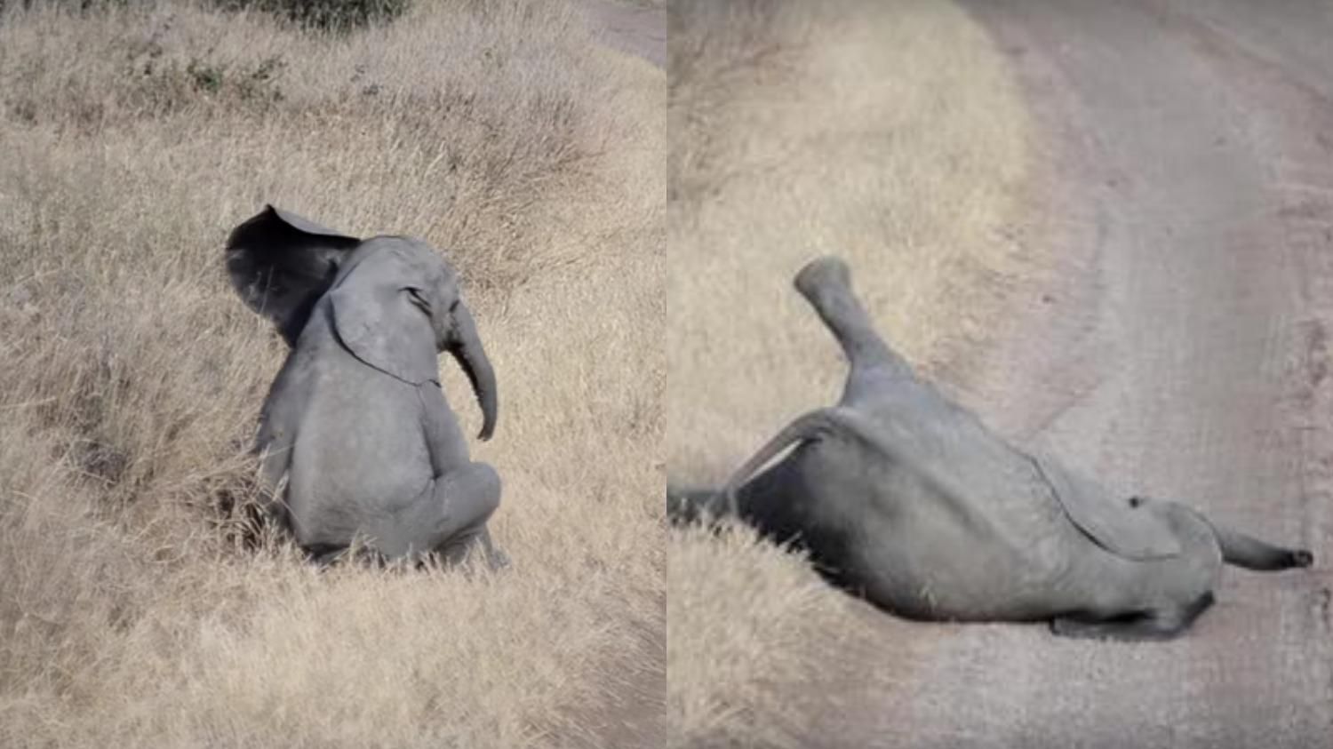Слоненок упал на землю и отказывался идти дальше: видео детской истерики - Pets