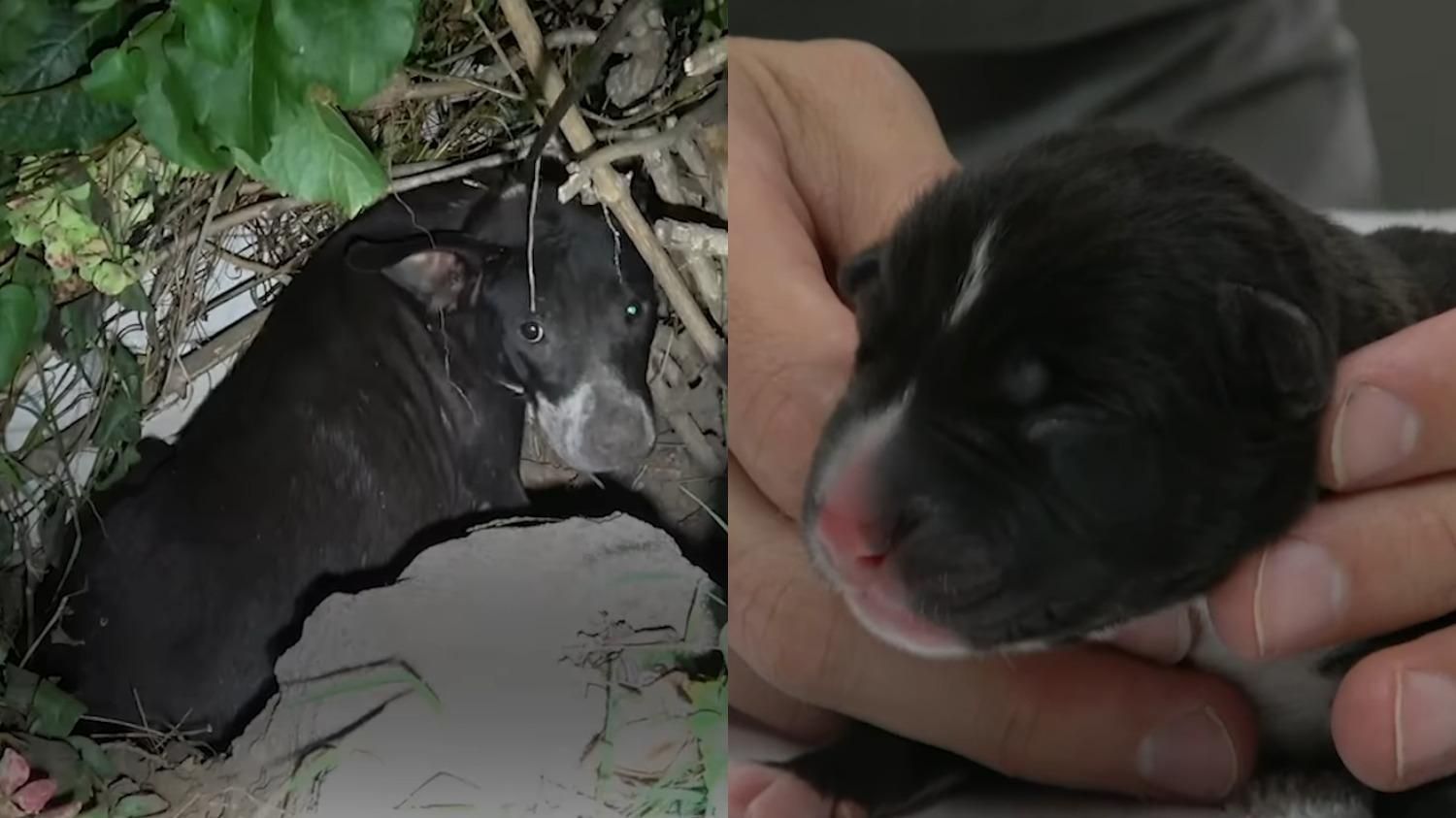 Незнайомець повернув собаці її вкрадене цуценя: зворушлива реакція чотирилапої - Pets Незнайомець повернув собаці її вкрадене цуценя: зворушлива реакція чотирилапої - Pets