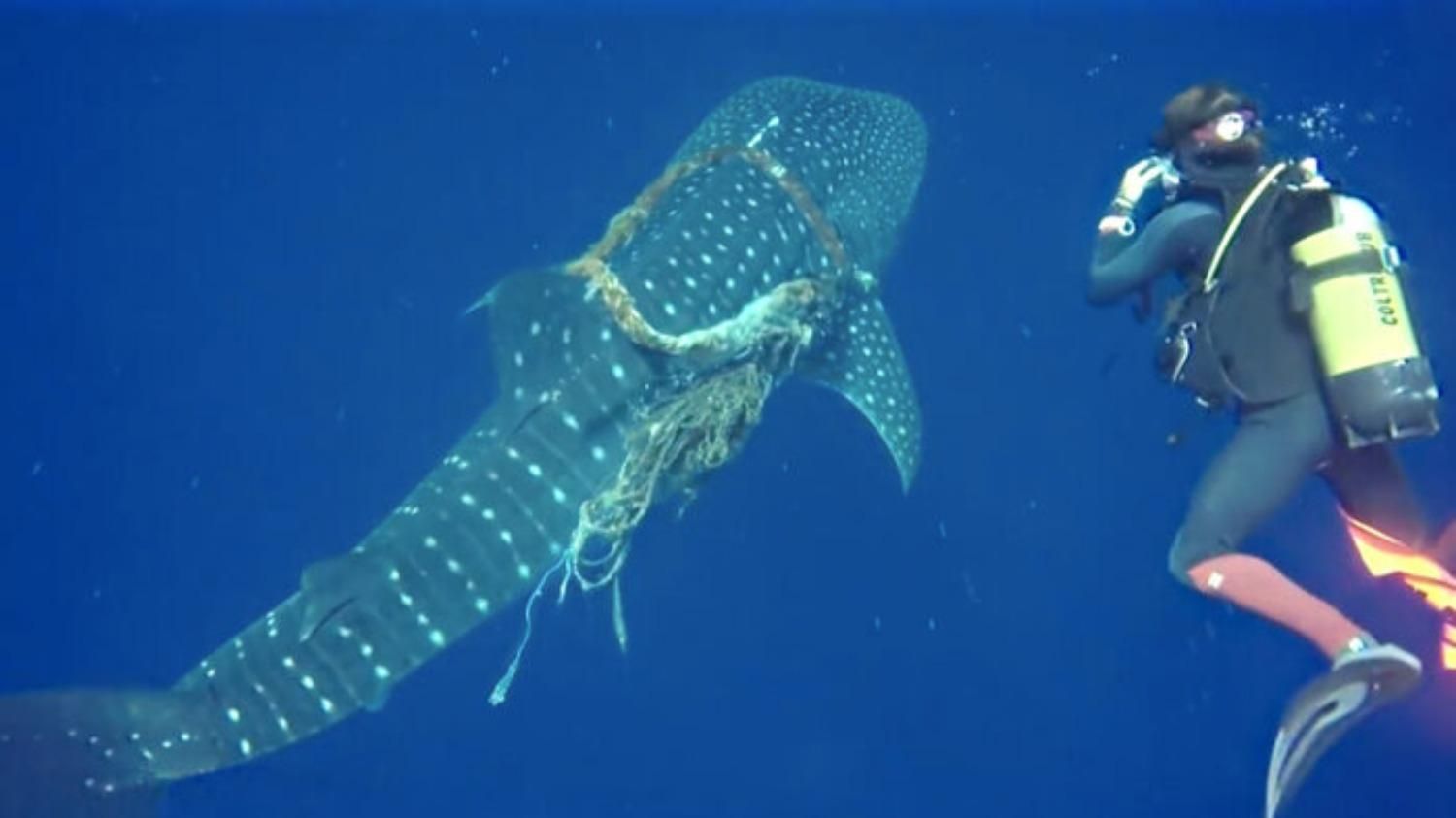 Дайверы освободили акулу от веревок на шее: впечатляющее видео помощи на глубине - Pets Дайверы освободили акулу от веревок на шее: впечатляющее видео помощи на глубине - Pets
