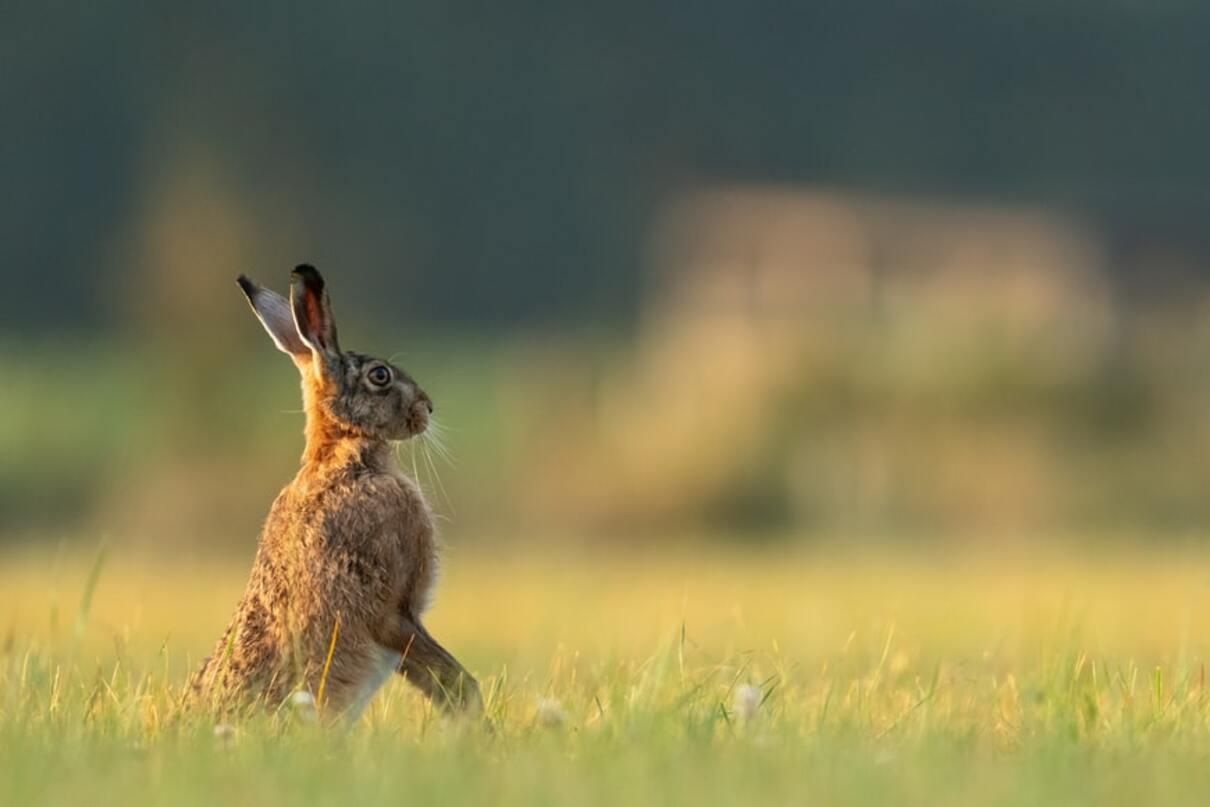Сообразительный заяц перепрыгнул через беркута и спасся: эпическое видео - Pets