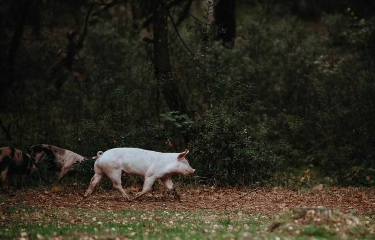 Аэропорт в Нидерландах взял на работу свиней - Pets