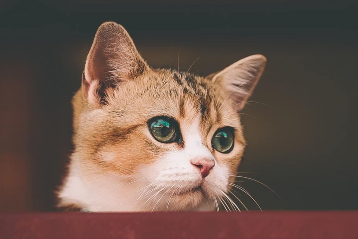 Что такое третье веко у котов и о каких болезнях глаз свидетельствует его воспаление - Pets