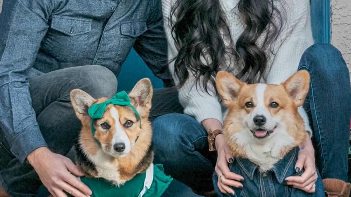 Зірки тіктоку: 2 балакучих коргі підкорюють мережу - Pets Зірки тіктоку: 2 балакучих коргі підкорюють мережу - Pets