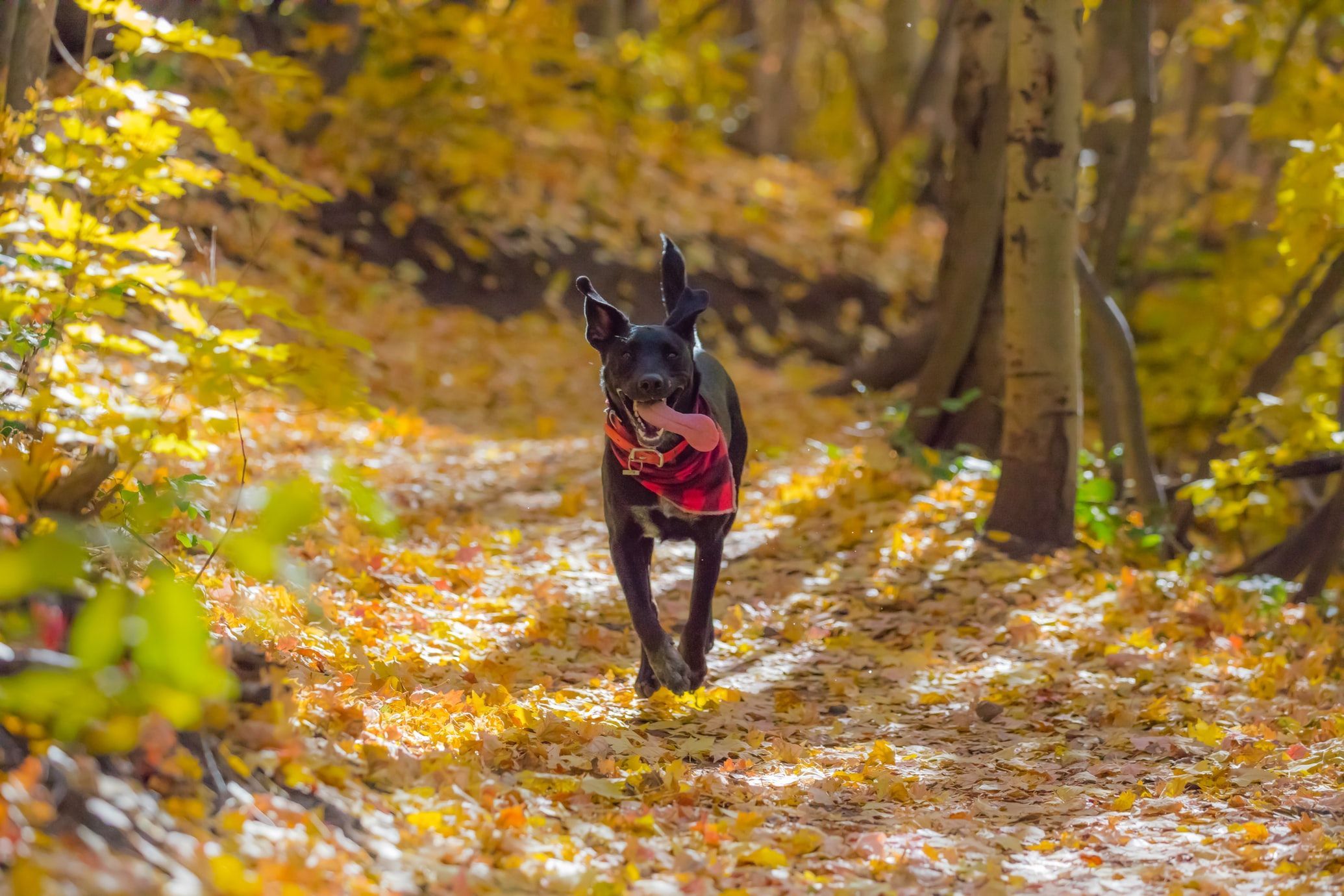Почему собакам вредно играть в осенней листве: важные причины - Pets