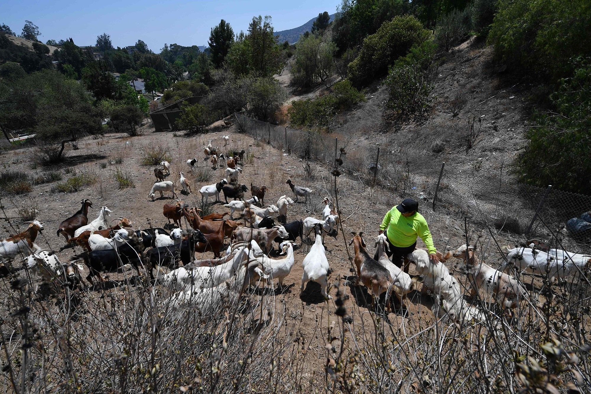 Як кози запобігають пожежам у Каліфорнії - Pets