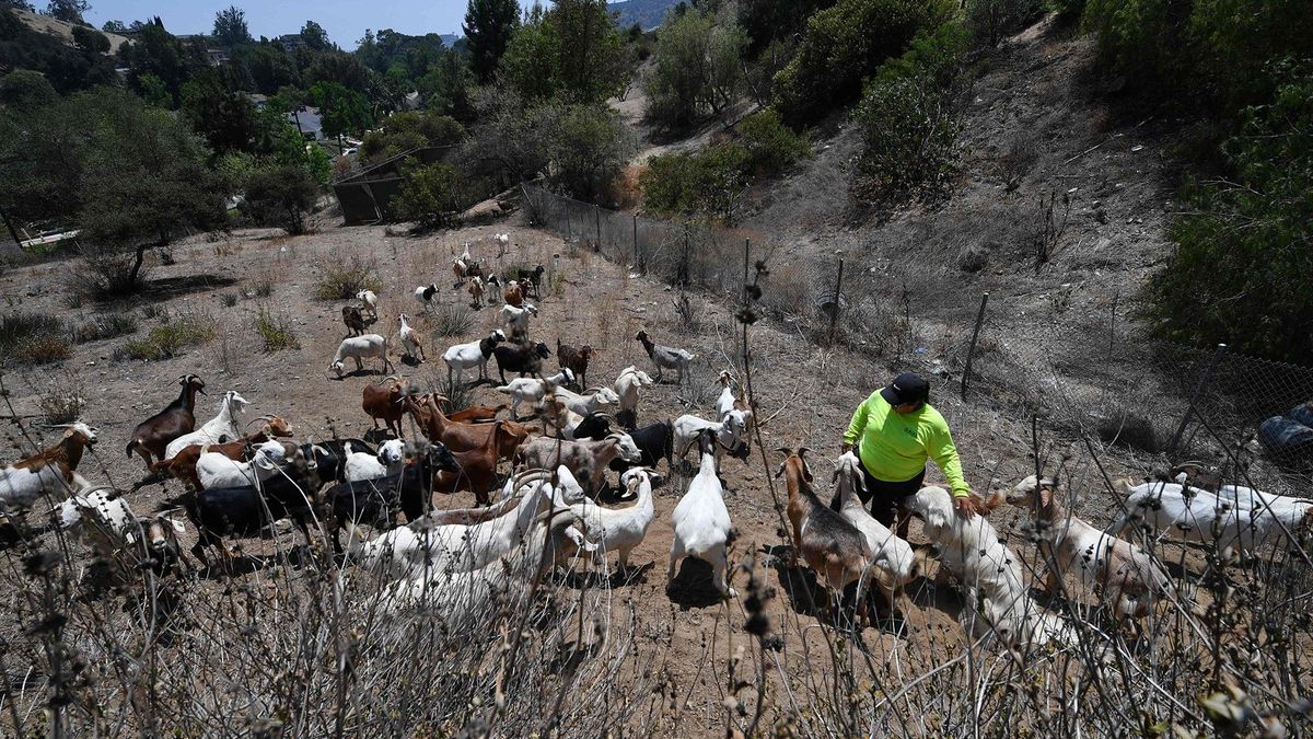 Рогатые спасатели: как козы помогают предотвращать пожары в Калифорнии - Pets