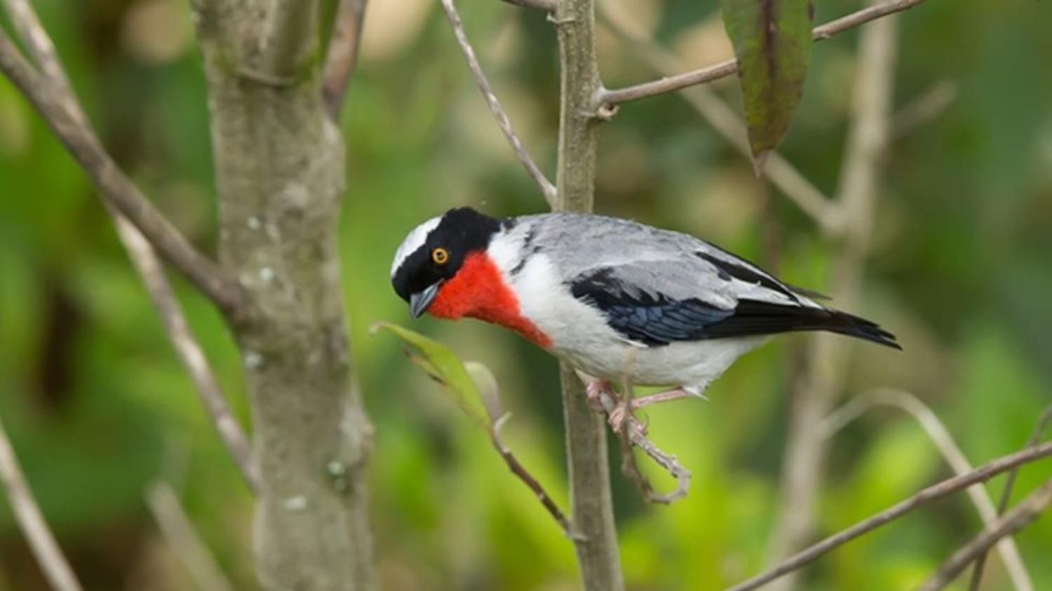 Якого найрідкіснішого птаха знайшли в Бразилії: унікальне відео - Pets