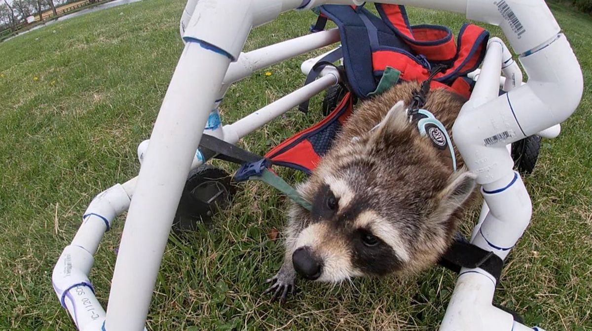 Падав та не міг ходити: як підлітки допомогли єноту самостійно
