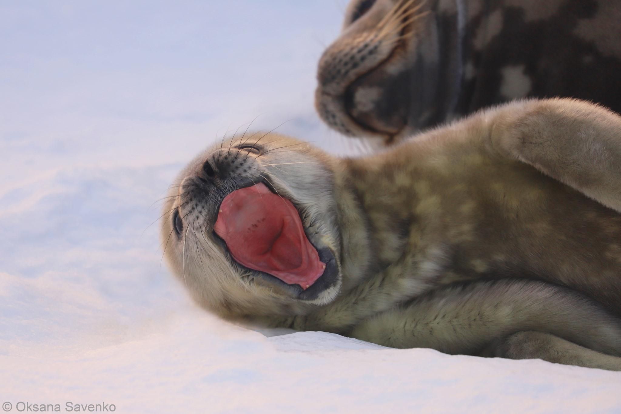 Краля и Пенола: возле "Академика Вернадского" родились тюленята – милейшие фото и видео - Pets