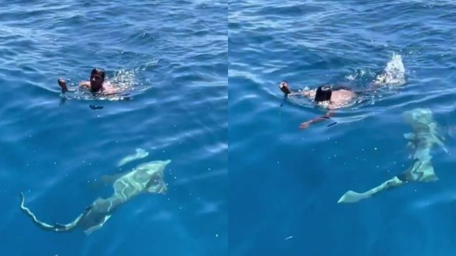 Мужчина прыгнул к акулам, чтобы поймать раненую птичку: видео спасения - Pets