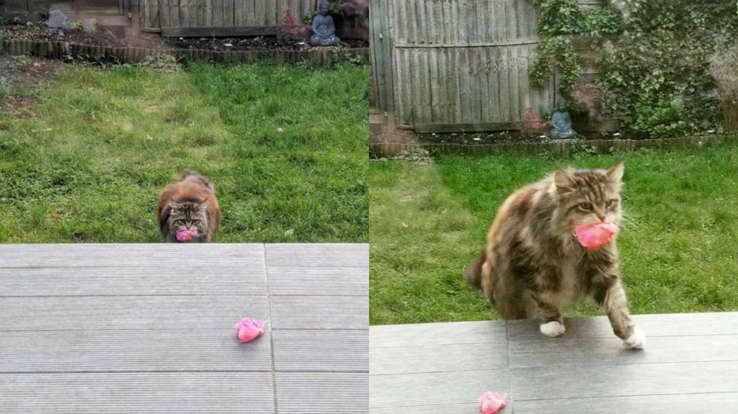 Кішка регулярно приносить сусідам квіти: відео незвичайного вчинку чотирилапої - Pets