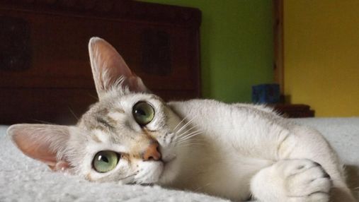 Редкие породы кошек, которые прекрасно подойдут для дома: 5 уникальных животных