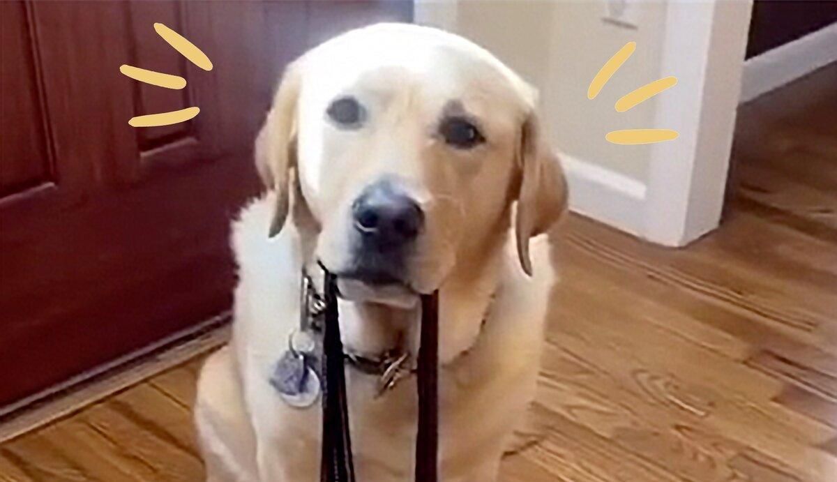 Не выпускает хозяев из дома: видео, как забавный ретривер "терроризирует" свою семью - Pets Не выпускает хозяев из дома: видео, как забавный ретривер "терроризирует" свою семью - Pets