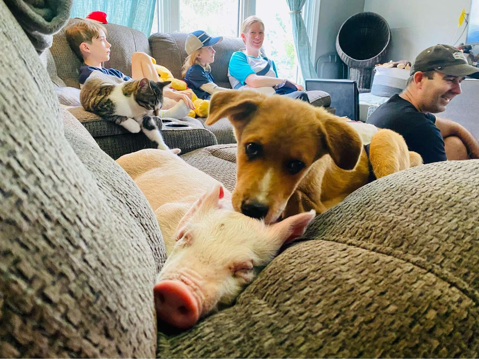 В приюте песик с инвалидностью подружился с поросенком: самые милые фото дня - Pets В приюте песик с инвалидностью подружился с поросенком: самые милые фото дня - Pets